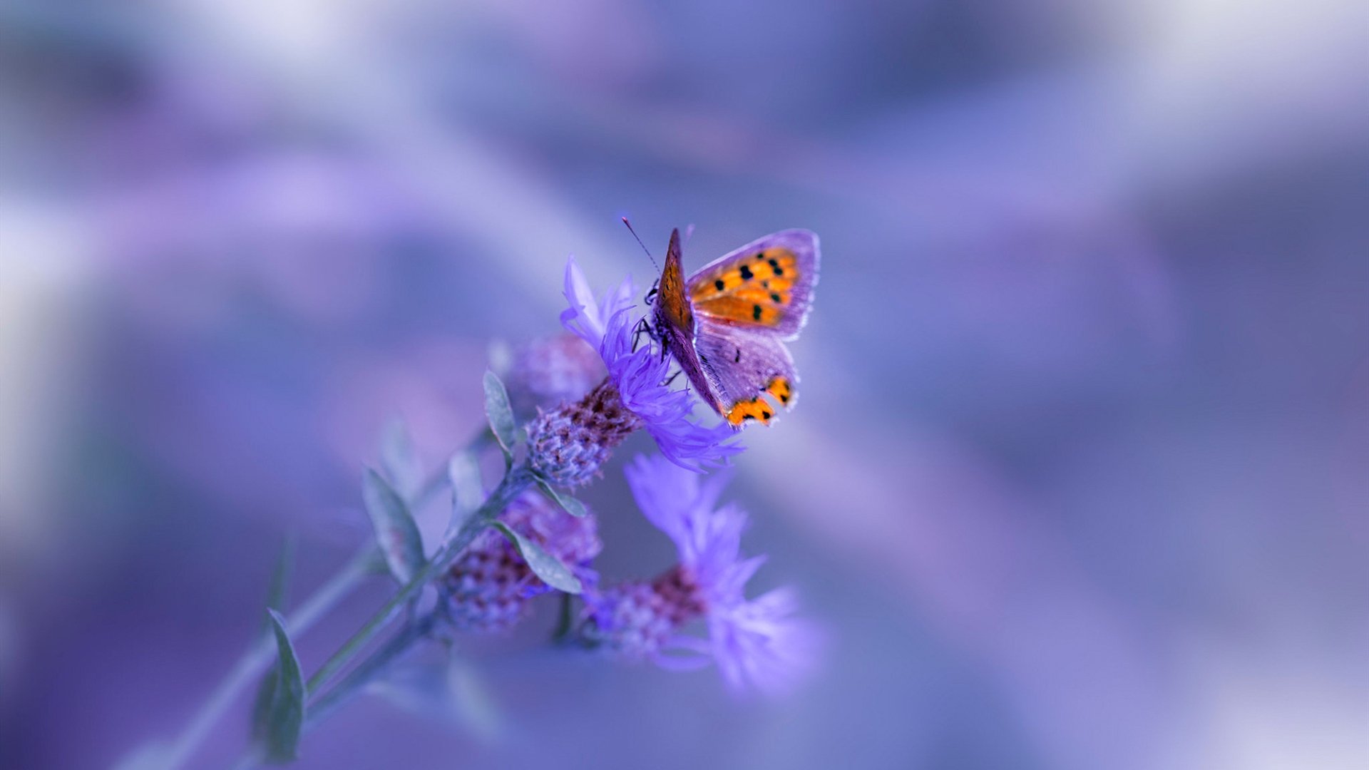 亚洲杯中国足球战败 球迷呼吁系统性改革,亚洲杯,足球