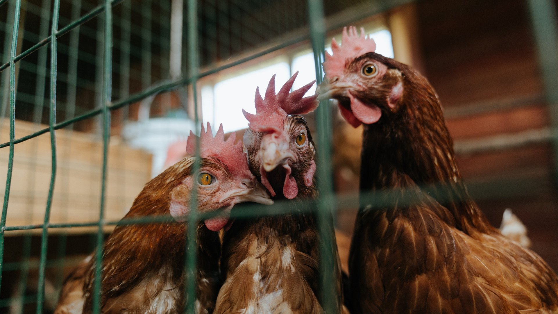 全运会火炬传递结合城市夜跑活动，全运会火炬如何传递