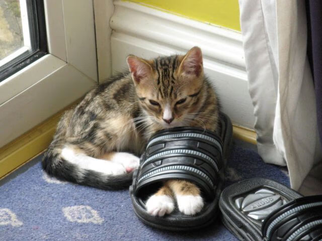 2026国家队比赛时，全球高清直播覆盖率创新高，国家队赛事