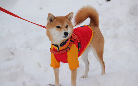 “尼古拉斯·桑特基：阿根廷美洲狮队的传球专家，未来仍需继续提升”